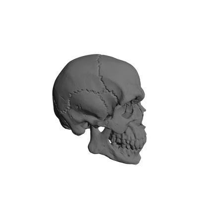 Custom Skulls with Jawbone for JoyToy Battle Brother Marine Action Figures 1:18th Scale Custom Parts